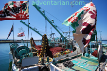 Matsuri
